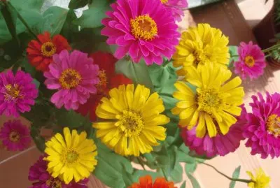 Colorful Flowers