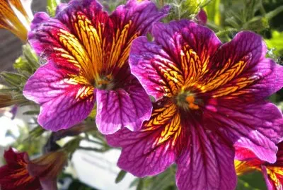 Leadville wild Flowers