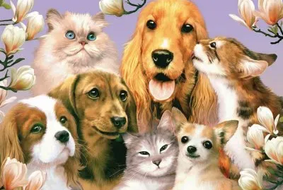 animais