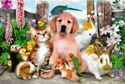 animais
