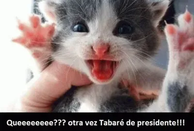 Histeria gatuna jigsaw puzzle