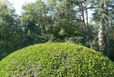 MARSU