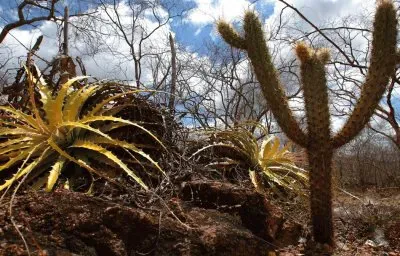 Caatinga