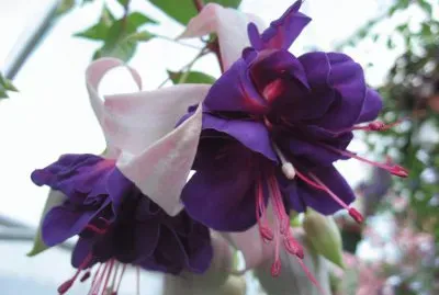 Vibrant Deep Purple Fuchsia jigsaw puzzle