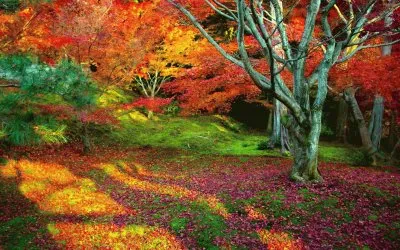 פאזל של Bosque