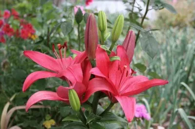 19 fevereiro jigsaw puzzle