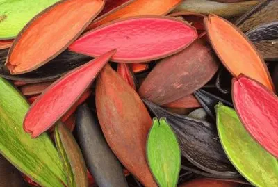 Sementes jigsaw puzzle