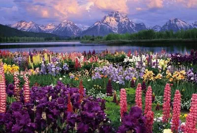Grand Teton wild Flowers Wyoming USA