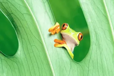 פאזל של animal raro