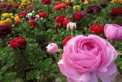 flores