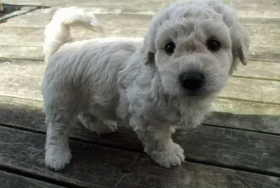 Poodle jigsaw puzzle