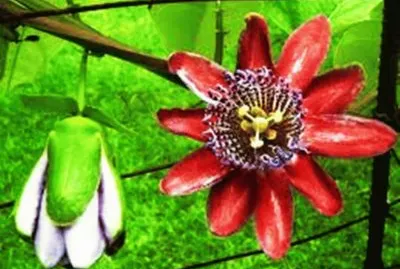 Flor de MaracujÃ¡ 1