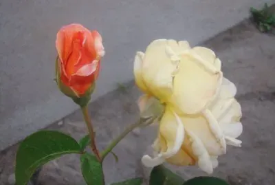 mis rosas