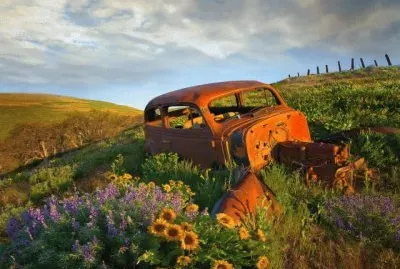 Wreck between the Flowers