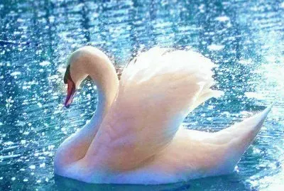פאזל של el cisne blanco