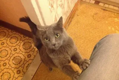 Um belo gato jigsaw puzzle