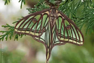 Mariposa Isabelina (Actias  Isabellae)
