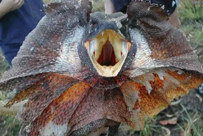 Lagarto volador - Australia