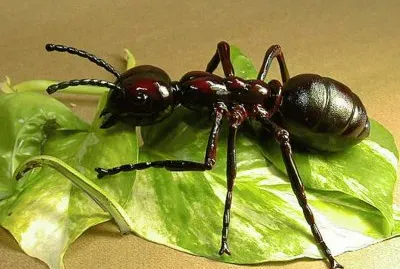 Hormiga (Formicidae)