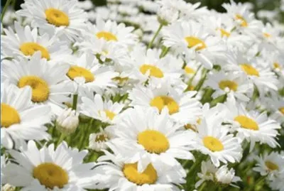 Margarita mediana (Bellis sylvestris)