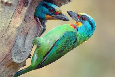 pÃ¡jaros de colores