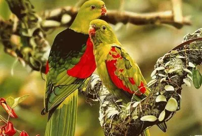 Birds