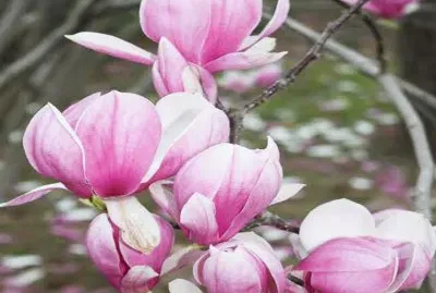 Magnolia en flor