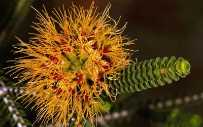 Yellow Bottlebrush