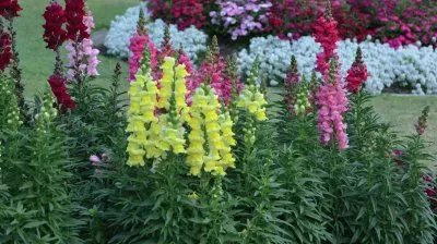 פאזל של Botanical Garden Brisbane