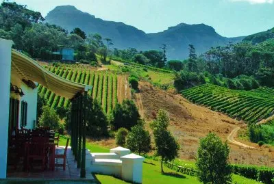 Klein Constantia Vineyard Cape Town