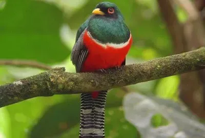 pajaro