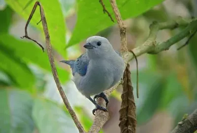 pajaros
