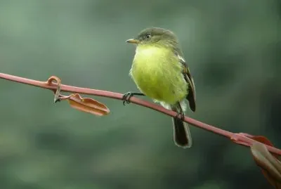 pajaritos