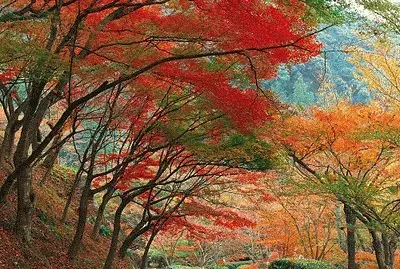 otoÃ±o jigsaw puzzle