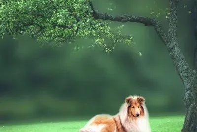 collie