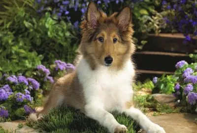 collie
