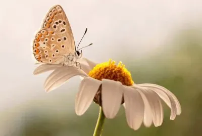 mariposa sobre margarita