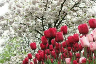 Tulipas e Cerejeiras