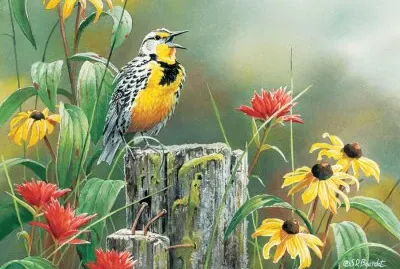 Meadowlark