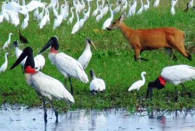 Animais do Pantanal - Brasil