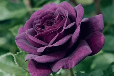 Purple Rose jigsaw puzzle
