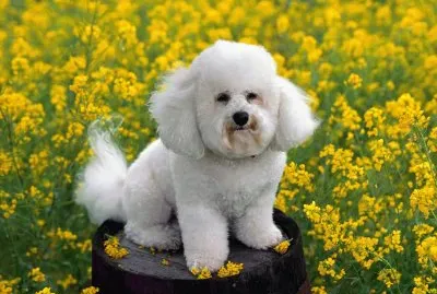 bichon frisÃ©