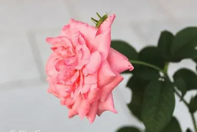 DETALHE jigsaw puzzle