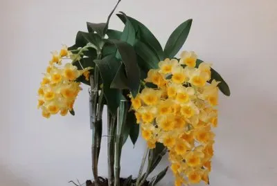 Orquidea jigsaw puzzle
