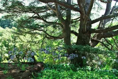 Fig tree Kirstenbosch