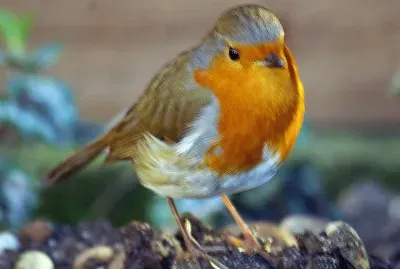 Robin