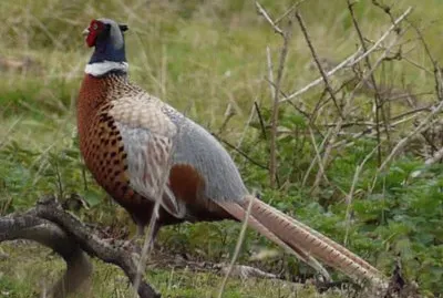 Pheasant