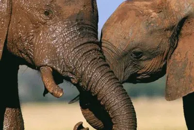 elefantes jigsaw puzzle