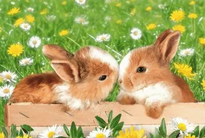 conejos
