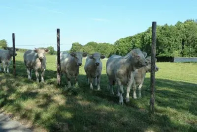Charolais bullocks